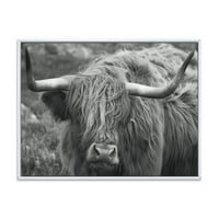 Izbliza škotske krave na moorlandu I uokvirila Photography Canvas Art Print