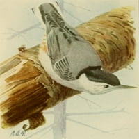 Plakat s bijelim grudima knjiga ptica L. A. Fuertesa