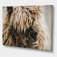 Izbliza pahuljastog kovrčavog alpaca Photography Canvas Art Print