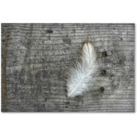 Zaštitni znak likovna umjetnost 'Feather on Caush Wood' platno umjetnost Cora Niele
