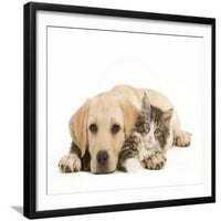 Mačka i pas, štene Labradora i Norveška šuma, uokvireni zidni tisak, prodaje tvrtka Art.Com